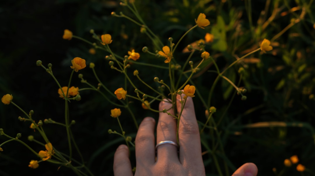 A hand gently touching yellow wildflowers in warm light