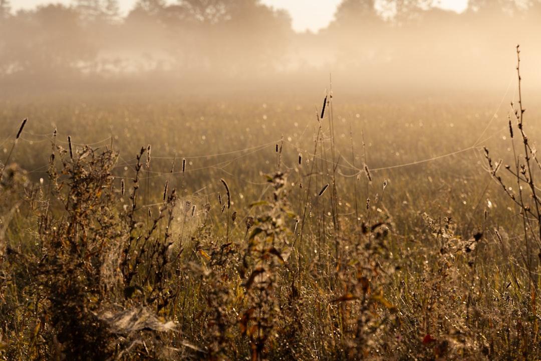 A foggy golden field with wild grasses and morning dew